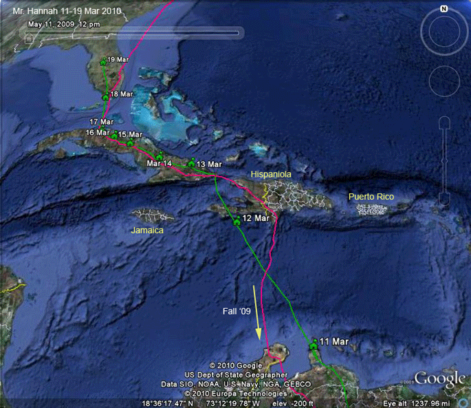 osprey migration tracking